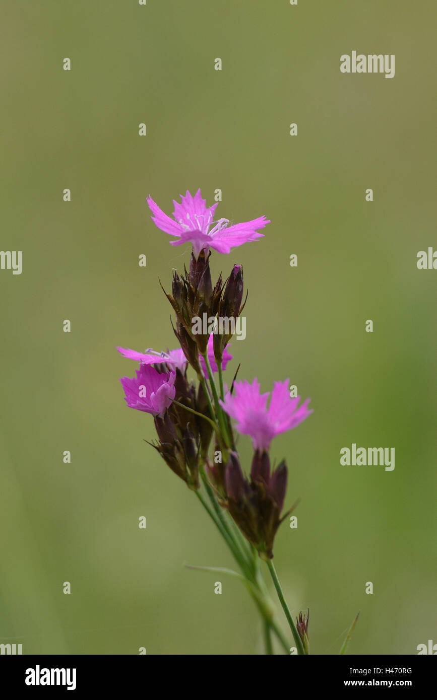 El clavo, Dianthus carthusianorum Karthäuser, flor, Foto de stock