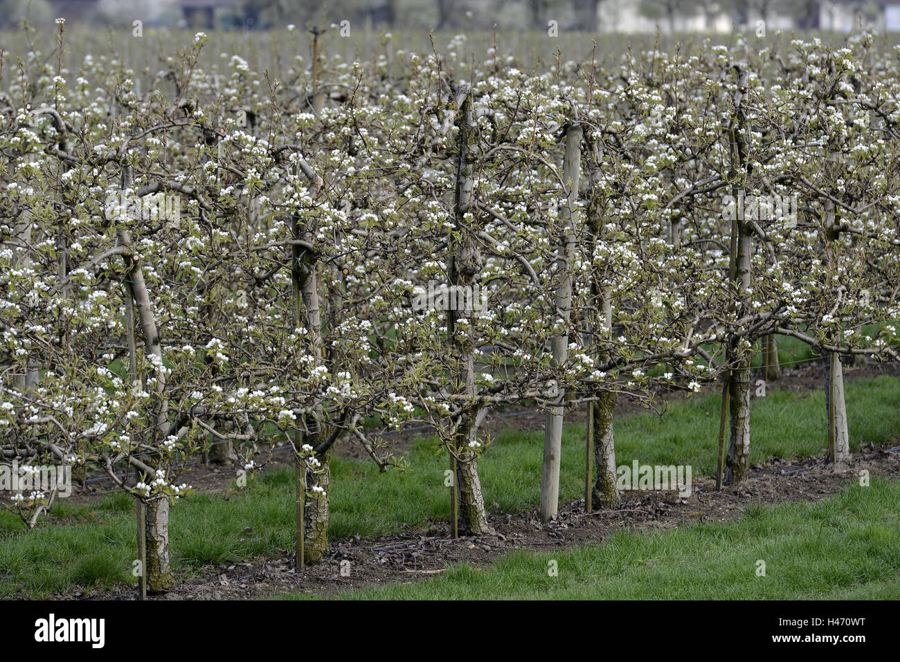 Manzanos, floración, Foto de stock