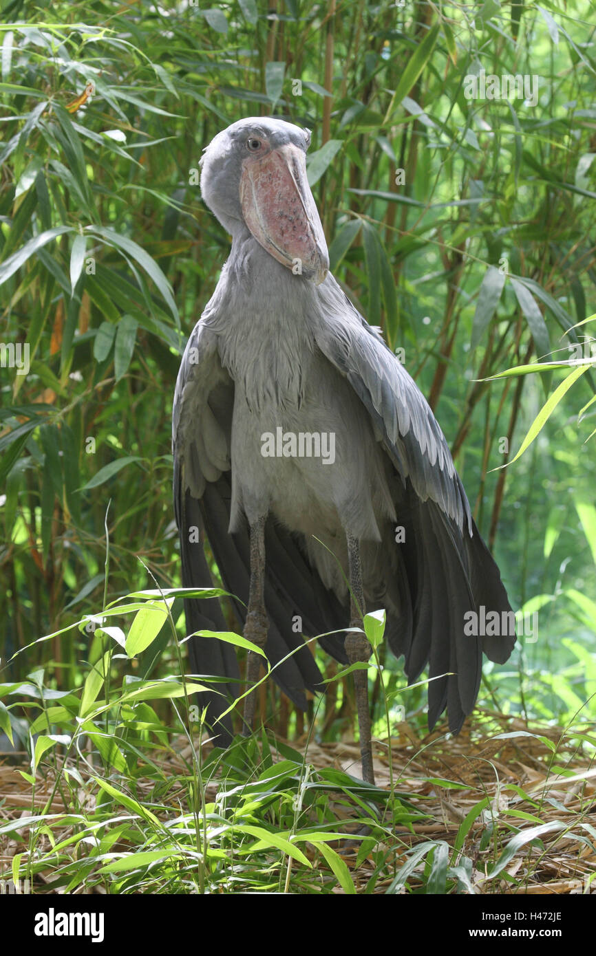 Pico de zapato pájaro fotografías e imágenes de alta resolución - Alamy