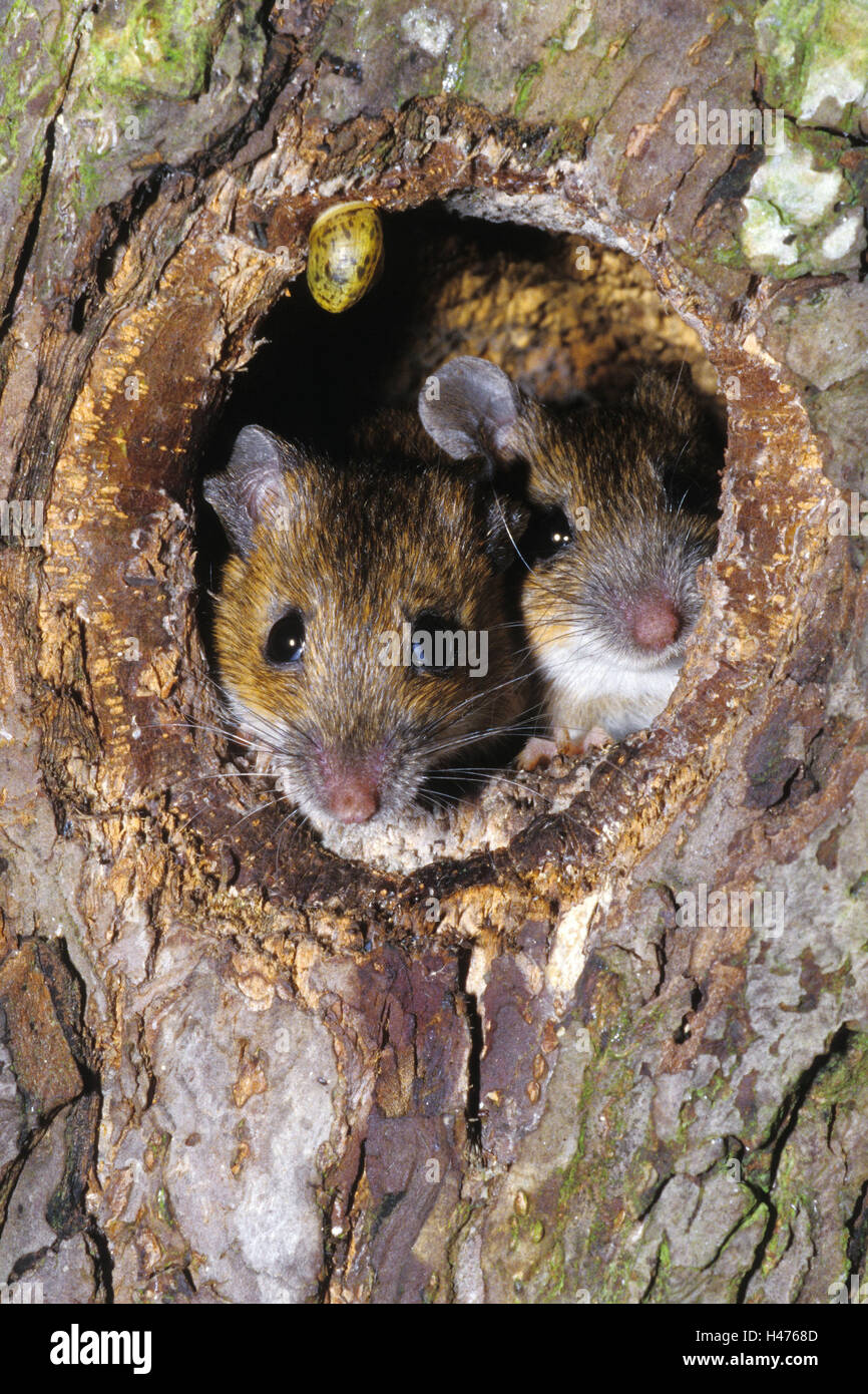 Ratones, Apodemus sylvaticus madera, pareja, en el árbol hueco, Foto de stock