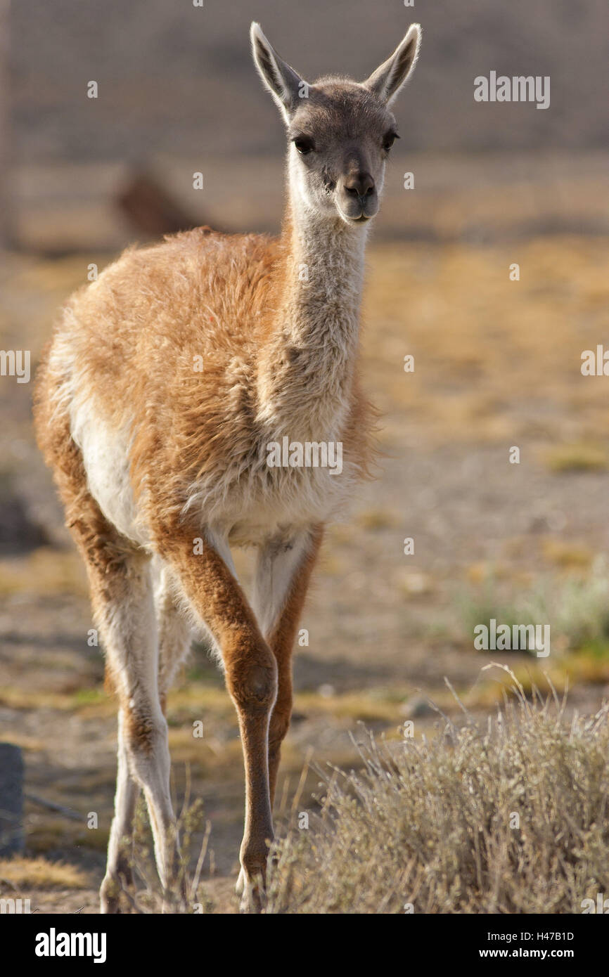 Argentina, Patagonia, provincia de Santa Cruz, Guanako, joven animal, Foto de stock
