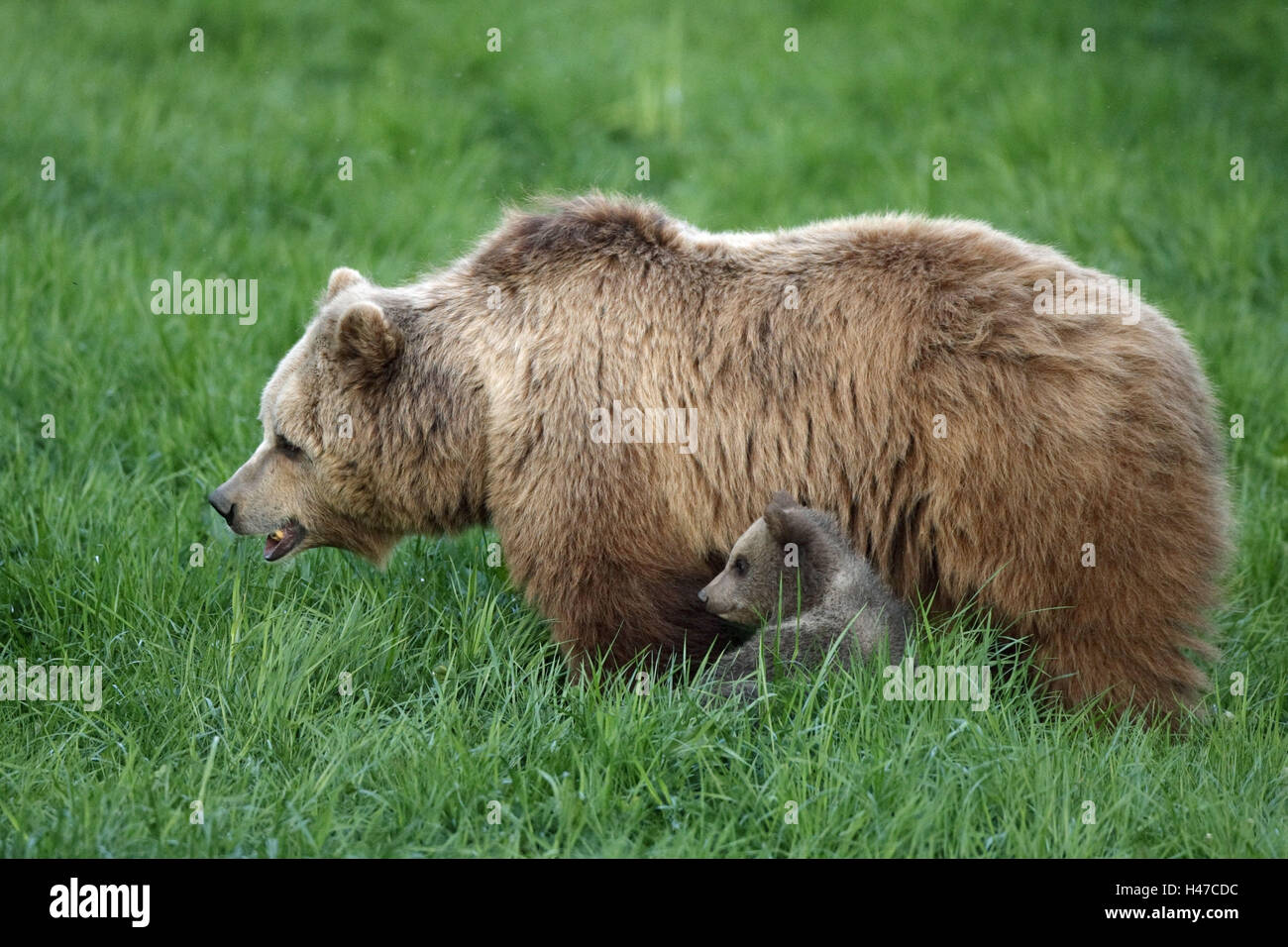 Brown-osos Ursus arctos, joven, presa, Foto de stock