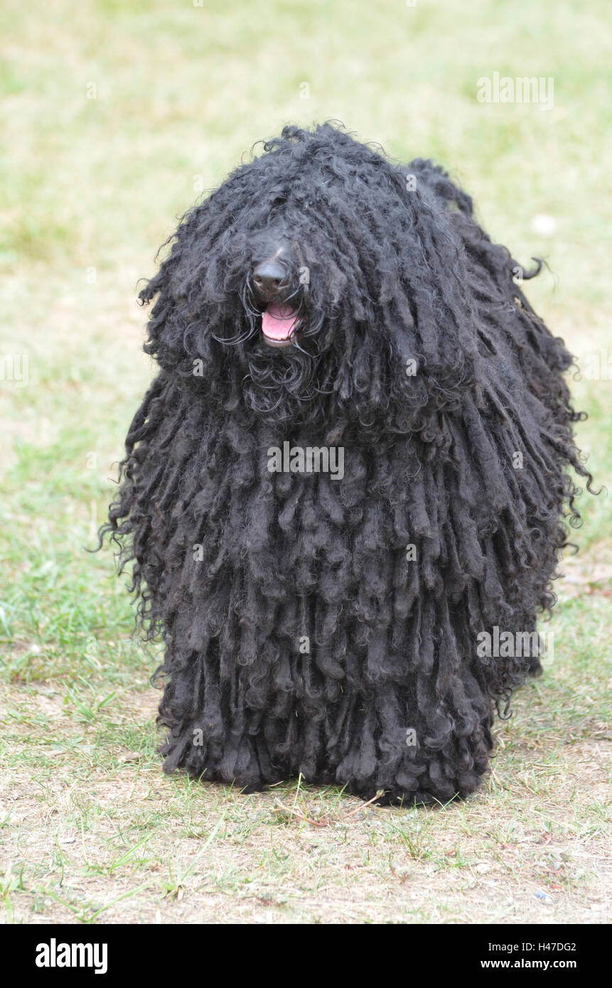 Shaggy puli negro perro con mucho pelo Fotografía de stock - Alamy