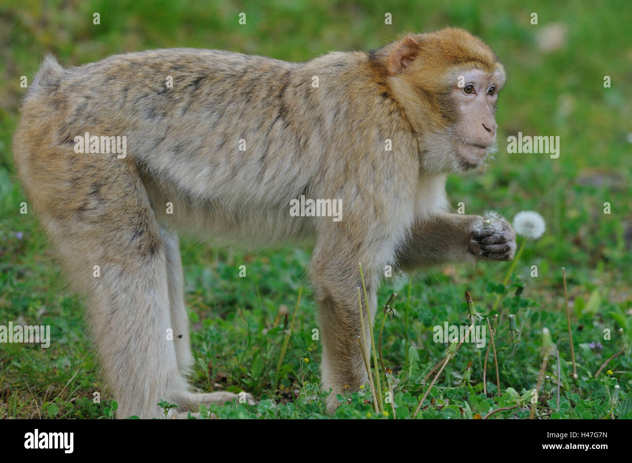 Mono del Bereber, Macaca sylvanus, pradera, vista lateral, stand, Jaramago, fadeds, comen, se centran en el primer plano, Foto de stock