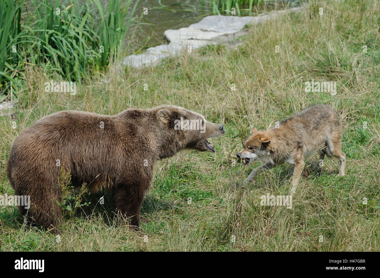 Oso pardo europeo, Ursus arctos arctos, Lobo, canis lupus, vista lateral, de pie, baring dientes, Foto de stock