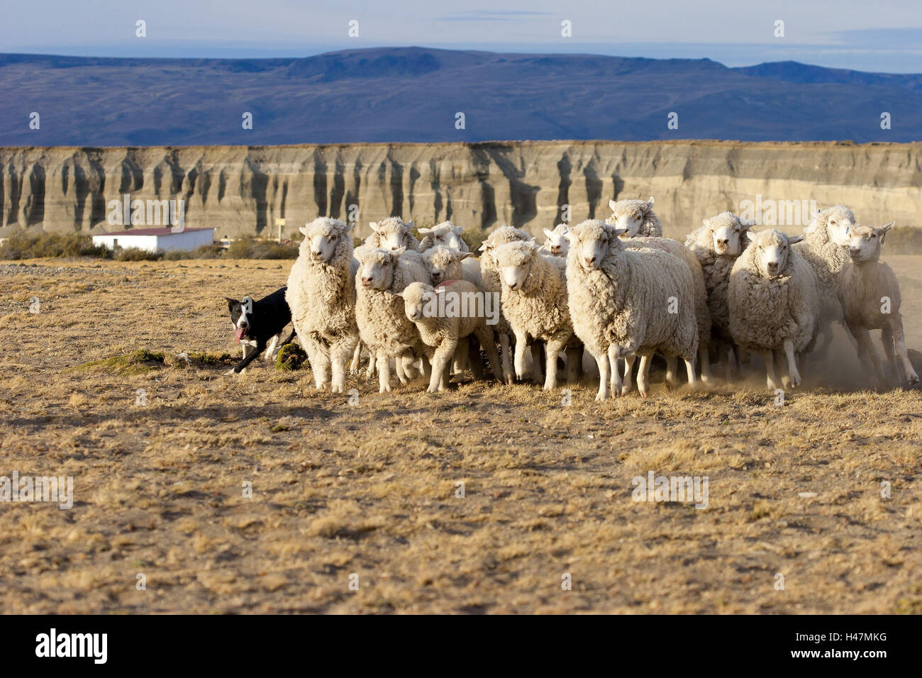 Argentina, Patagonia, provincia de Santa Cruz, hacienda de ovejas, ovejas, Ovejero, Foto de stock