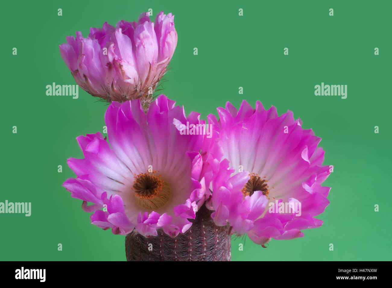 Echinocereus pectinatus fotografías e imágenes de alta resolución - Alamy