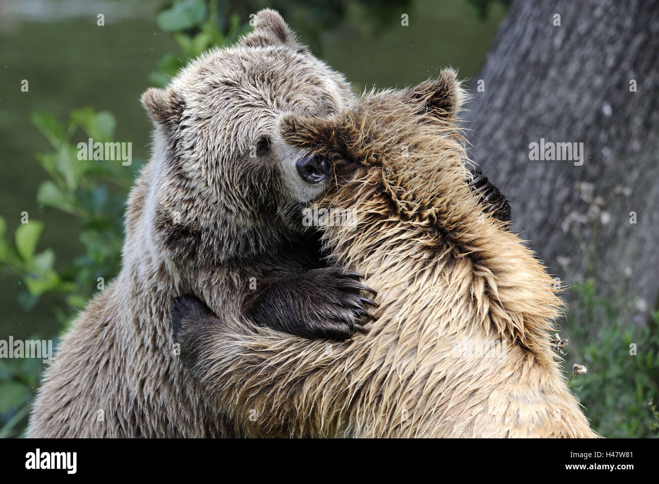 Los osos pardos, Ursus arctos, lucha, retrato, Foto de stock