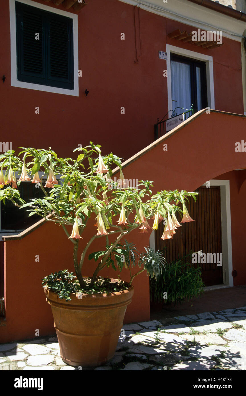 Casa, Angel's Trumpet, house, Italia, Toscana, la trompeta de Engel, flor  de color salmón, house lane, aldea de montaña, maceta de barro, terracota  Brugmansia Fotografía de stock - Alamy