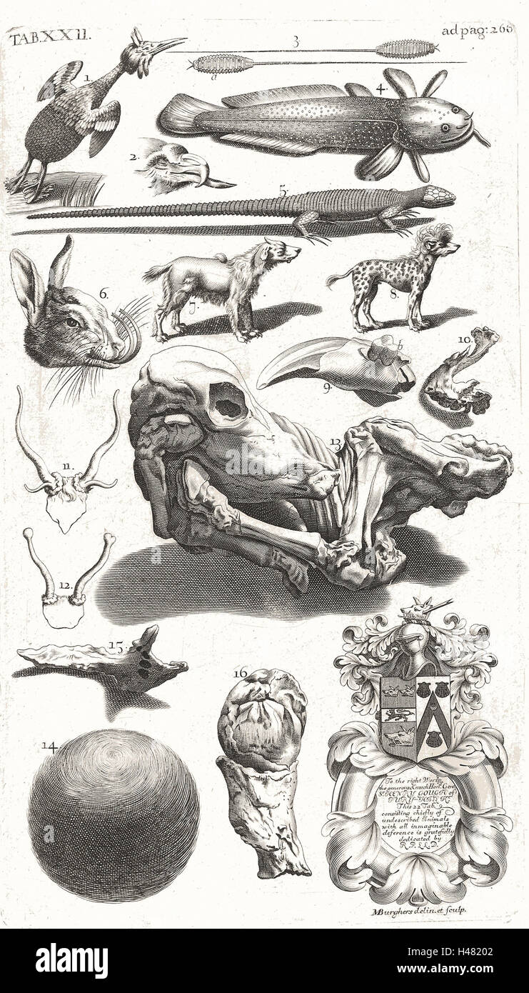 Tabla de ilustraciones de inusual especimenes de historia natural Foto de stock