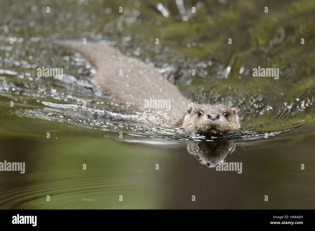 Nutria en agua fotografías e imágenes de alta resolución Alamy