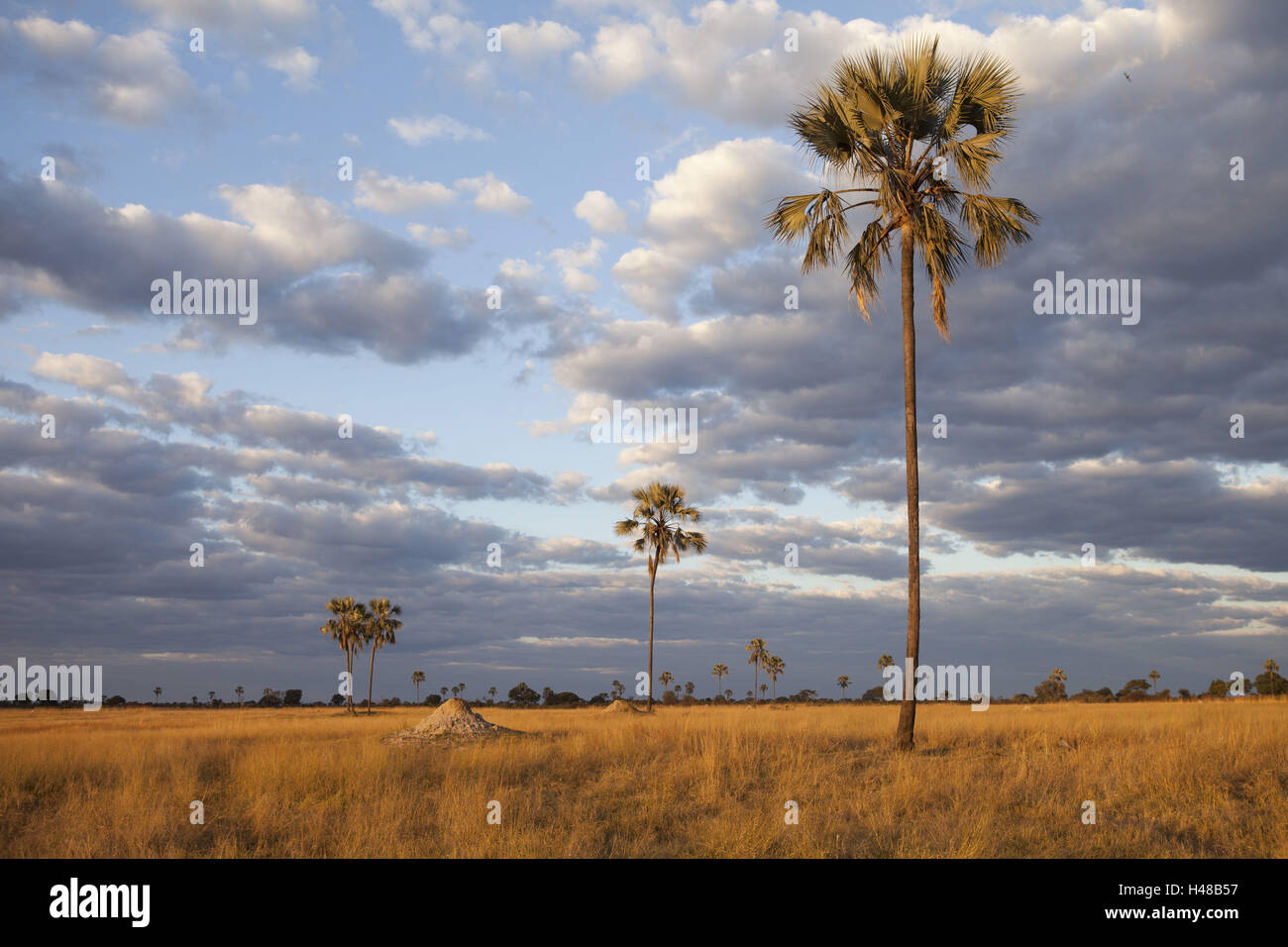 África, Zimbabwe, región norte de Matabeleland, el Parque Nacional de  Hwange, palmas, estepa Fotografía de stock - Alamy