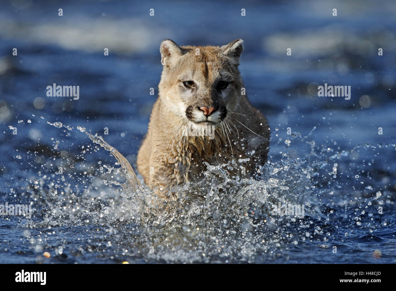 Puma felis concolor water fotografías e imágenes de alta resolución - Alamy