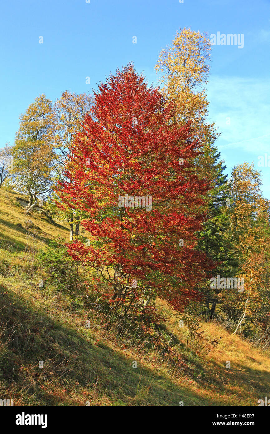 Amplia-hojas de árbol tintado rojo, paisajes, árboles, manchas, colores de  otoño, rojo, zapatos, otoño follaje brillante, madera, temporada otoño  Fotografía de stock - Alamy