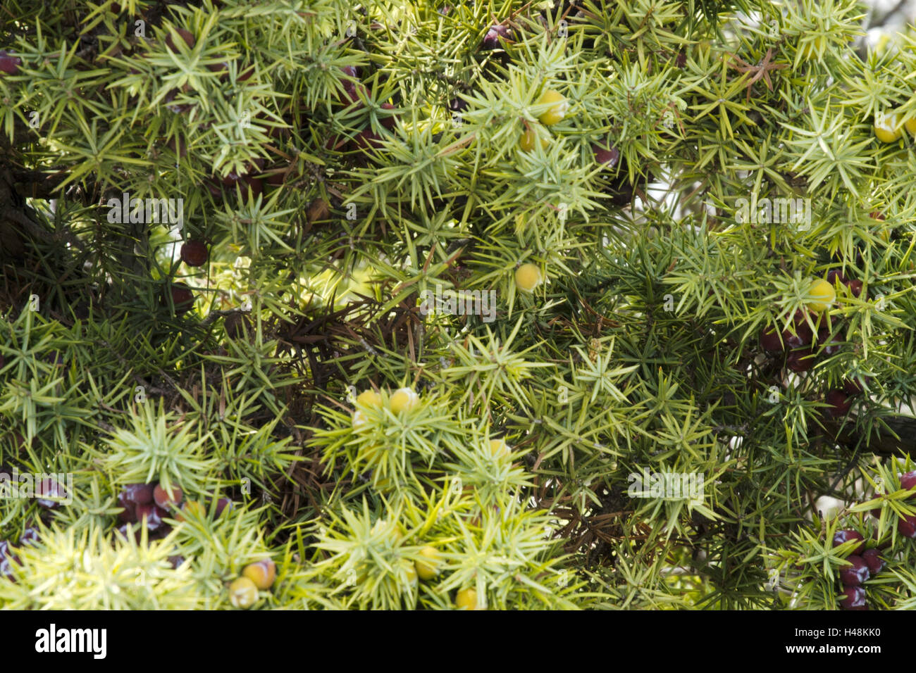 Croacia, Dalmacia, Isla de Pasman, vegetación, enebro en Panoramastrasse, medio más cerca Foto de stock