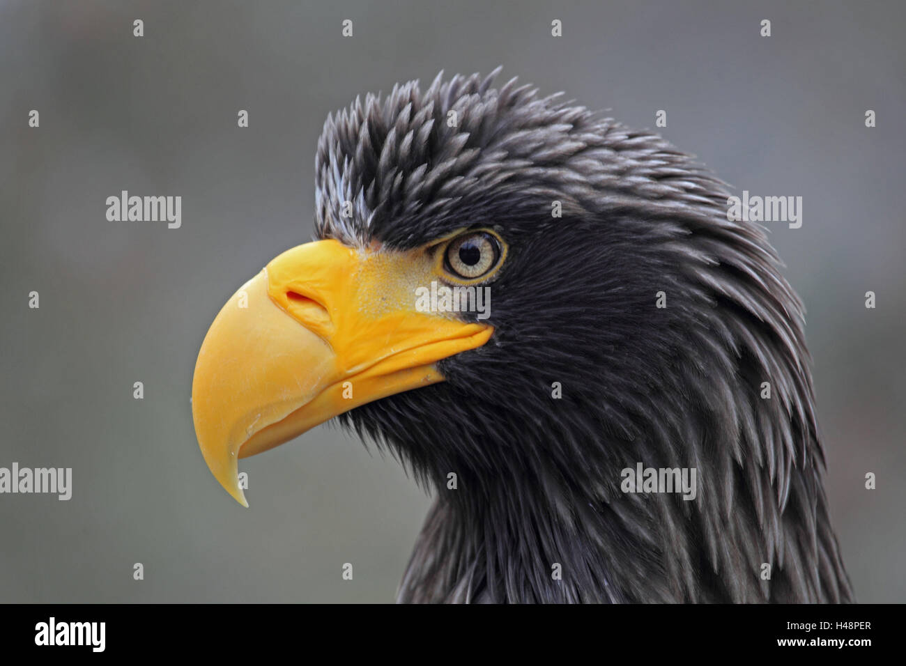 Cabeza de águila fotografías e imágenes de alta resolución - Alamy