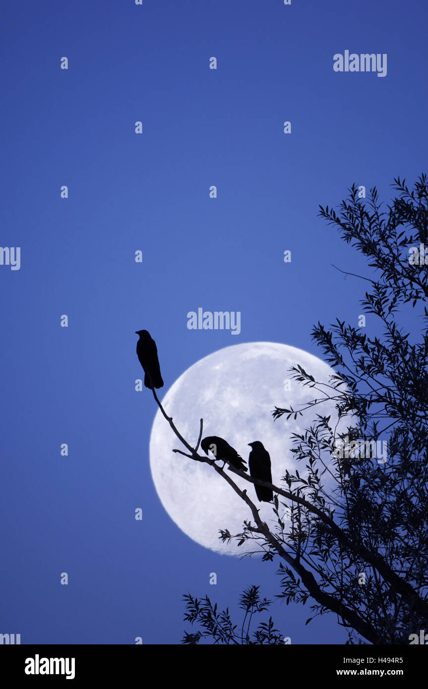 Pájaros, cuervos, árbol, silueta, noche, luna, (M) Foto de stock