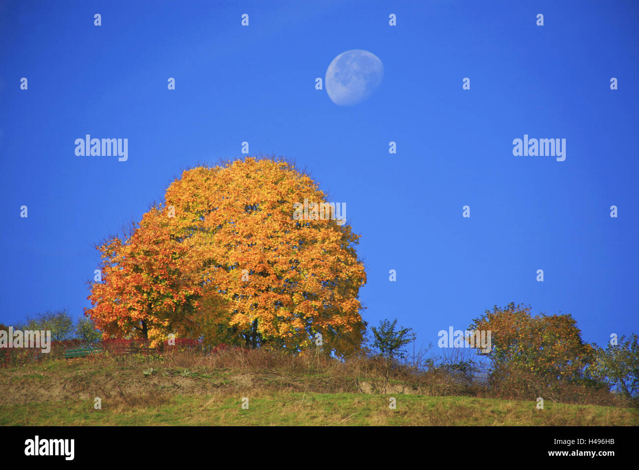 Luna sobre un árbol de arce tintado amarillo radiante, Foto de stock