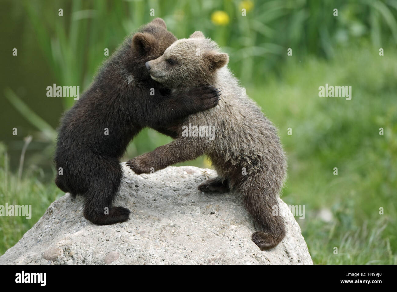 Brown-osos Ursus arctos, jóvenes, obras de teatro, Foto de stock