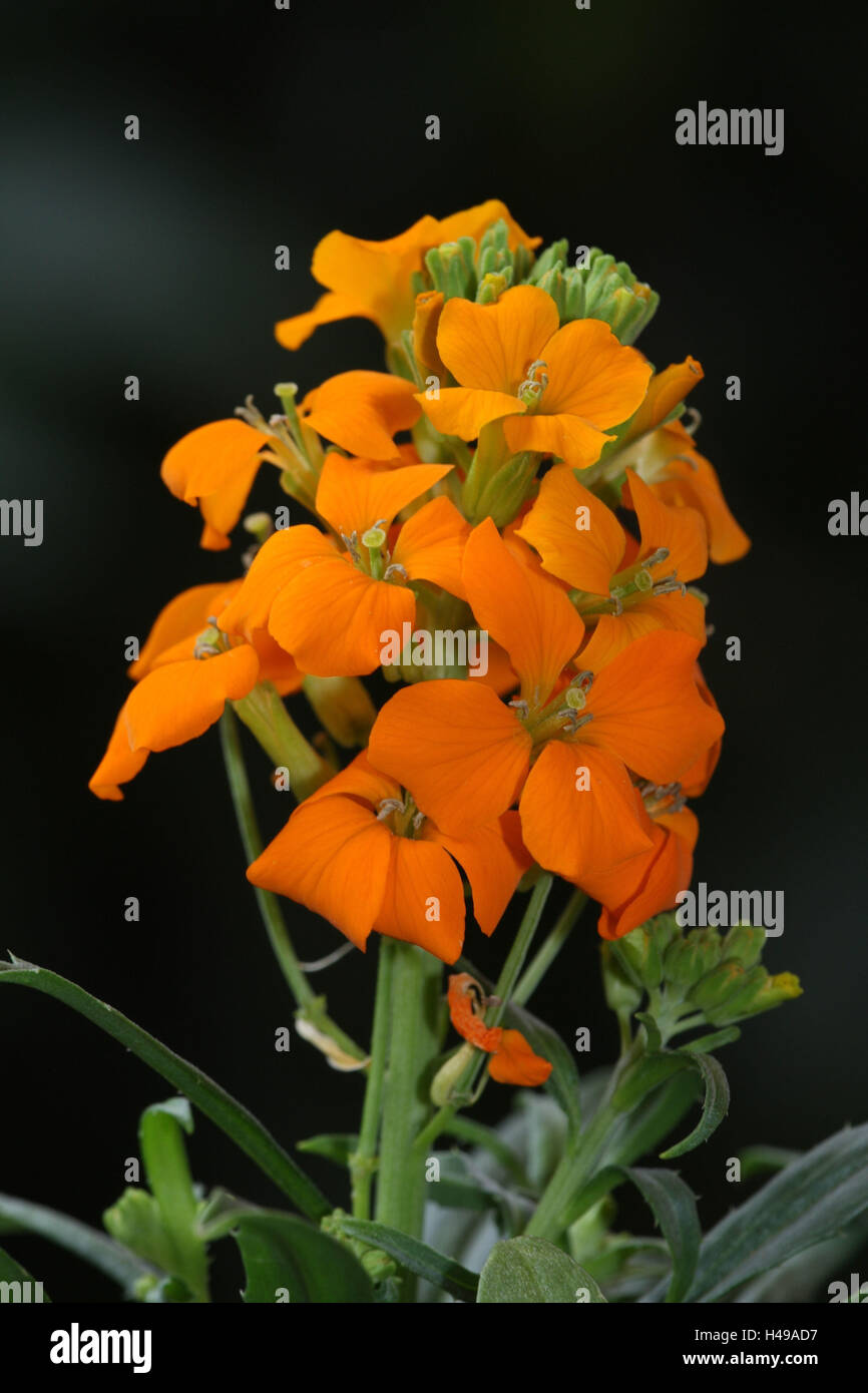 Alhelí, florece de cerca Foto de stock