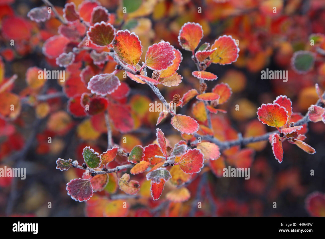 Abedul enano, rama, hojas, colores de otoño, Foto de stock
