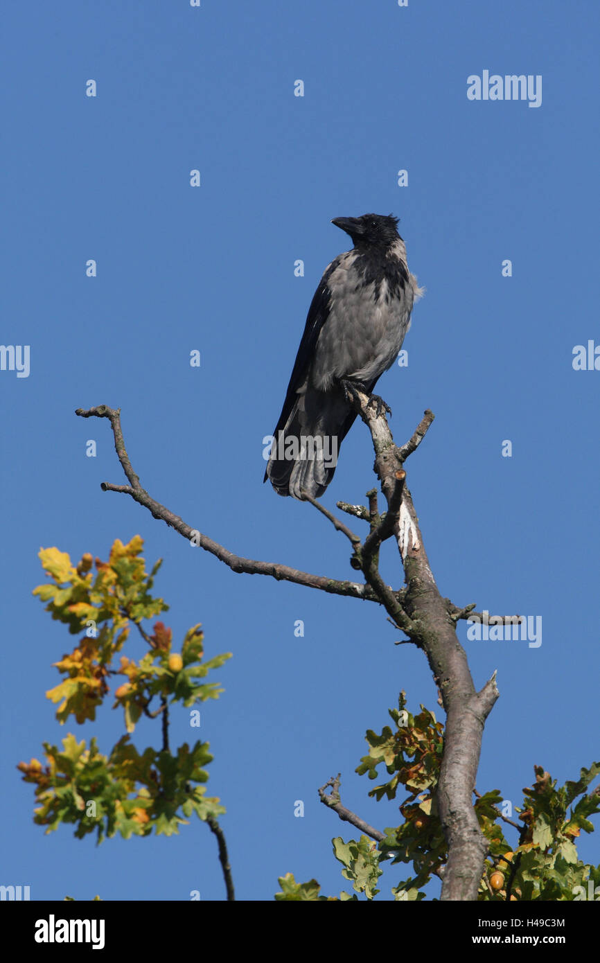 Nebulosa crow, árbol, Foto de stock