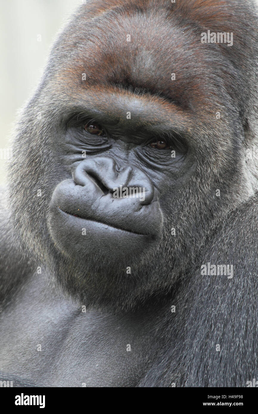 Gorila de llanura, poco hombre, retrato, rizado, formato vertical, animales salvajes, animales mamíferos, poco hombre, Homínidos, APE, cerca Foto de stock