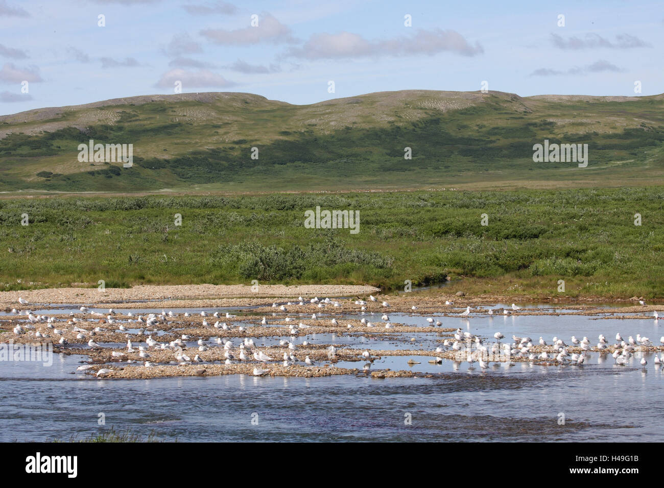 En Alaska, el paisaje, la naturaleza, el mundo animal, río, gaviotas, Foto de stock