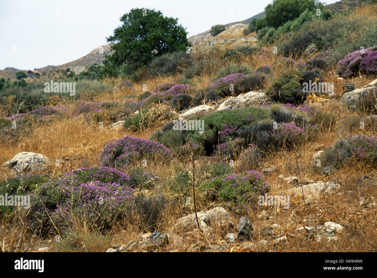 Grecia, Creta, Kamilari, montaña, tomillo, árboles Foto de stock