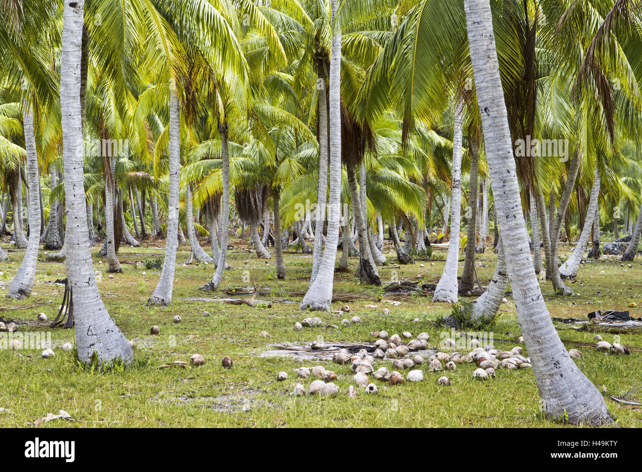 El Océano Pacífico, en la Polinesia Francesa, palmeras, cocoteros, mentira, Tikehau, cocoteros, Archipiélago Tuamotu, escenografía, isla, archipiélago, atoll, laguna, palmeras, vegetación, suelo, arroz, Foto de stock