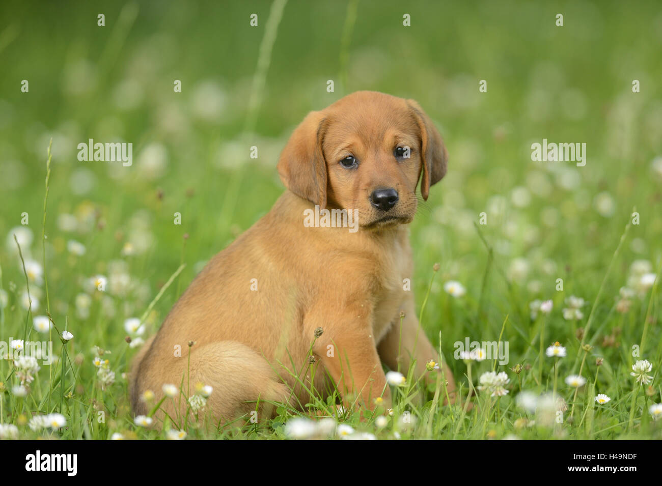 Cachorro híbrido fotografías e imágenes de alta resolución - Alamy
