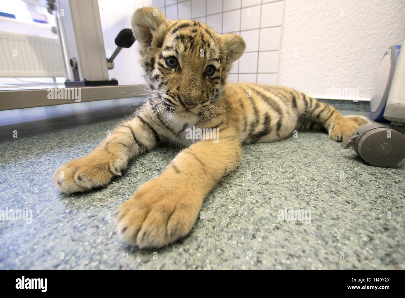 Seis Semanas De Edad Bebe Tigre Elsa Tumbado En Una Oficina Veterinaria De Sassnitz En La Isla De Ruegen Alemania 12 De Octubre De 16 Hace Seis Semanas El Tigre Siberiano Nacio Seis Semanas De Edad Bebe Tigre Elsa Tumbado En Una Oficina Veterinaria De Sassnitz En La Isla De Ruegen Alemania 12 De Octubre De 16 Hace Seis Semanas El Tigre Siberiano Nacio