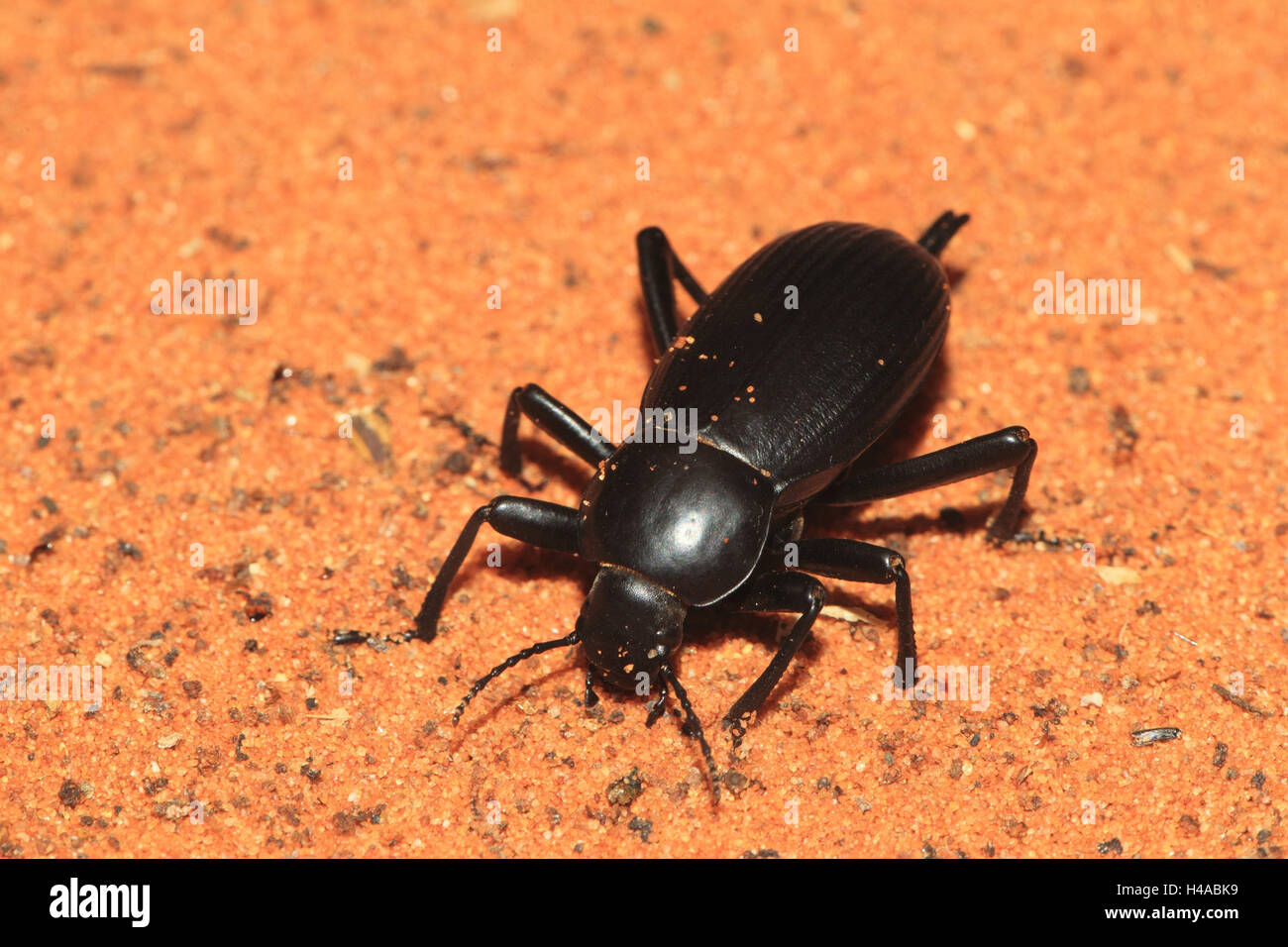 Escarabajo negro, Foto de stock