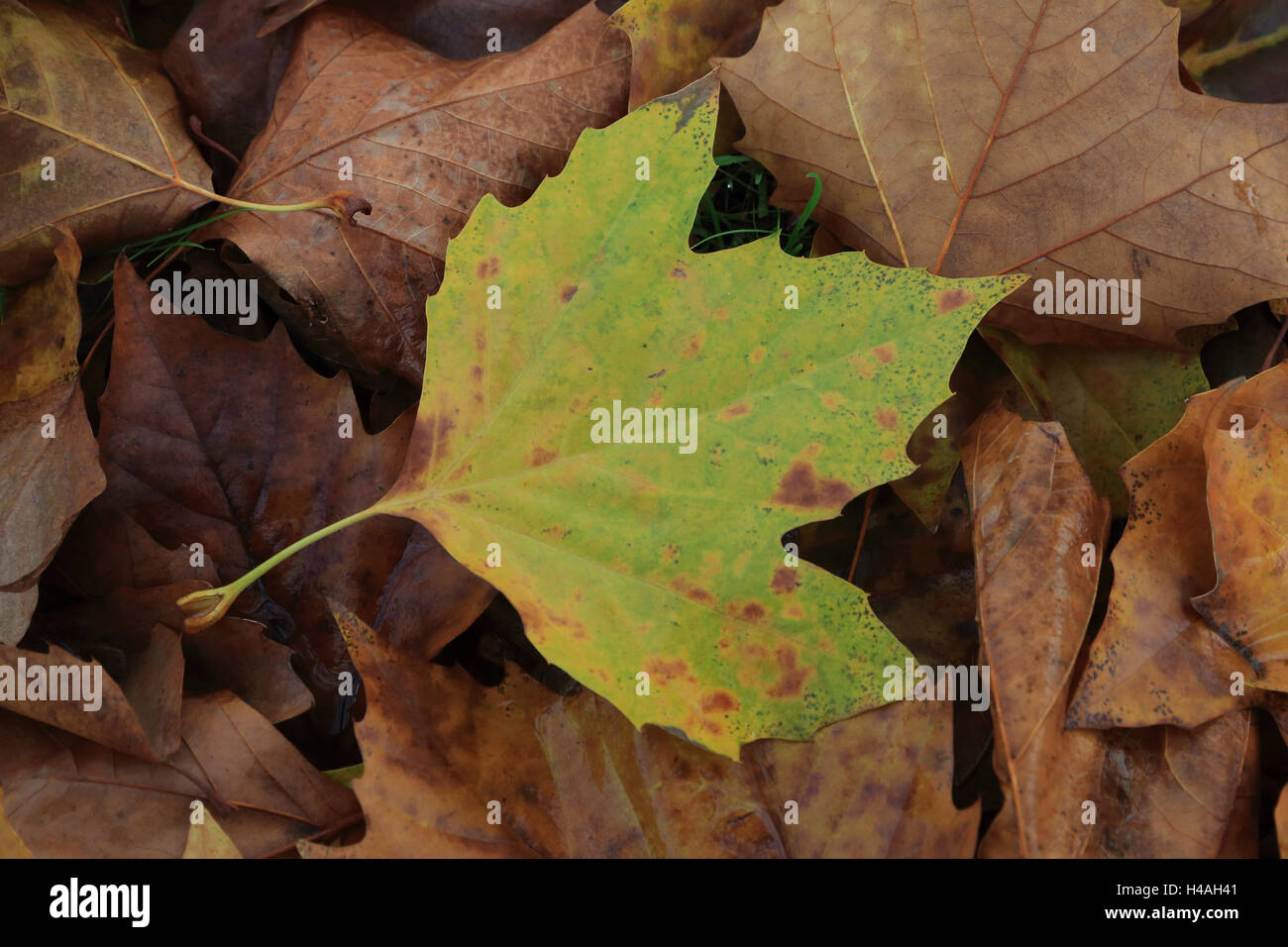 Plano de las hojas de los árboles en otoño, Platanus acerifolia, Platanus hispanica Foto de stock