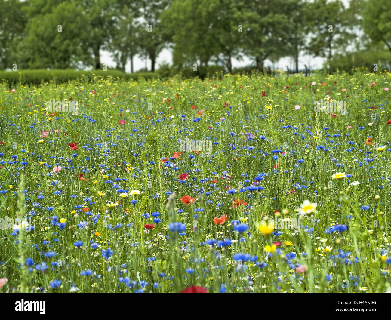 Prado de flores, verano, árboles Foto de stock