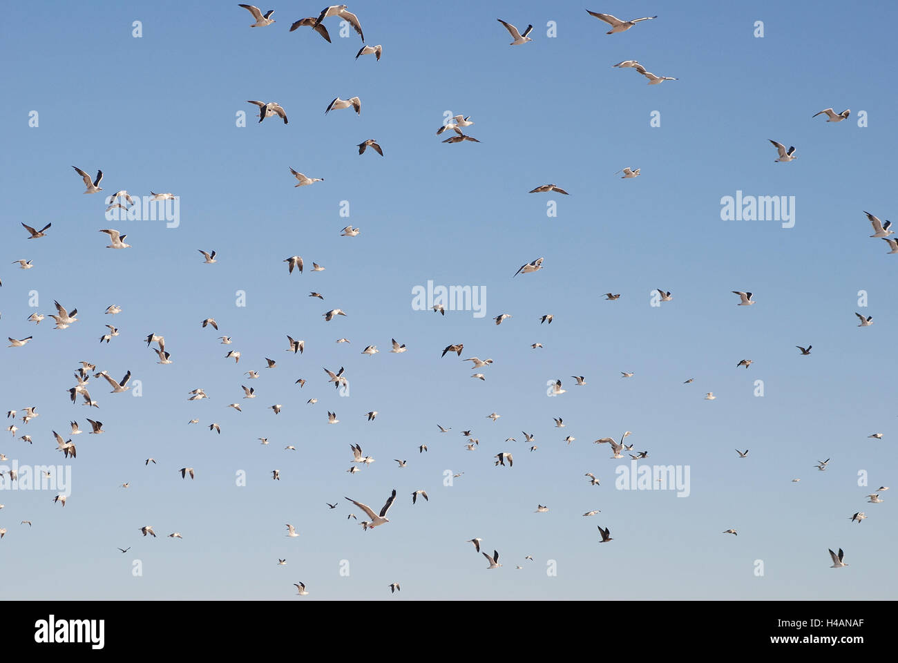 Bandada de aves, gaviotas, cielo, animales, aves, ovejas, muchos, volar