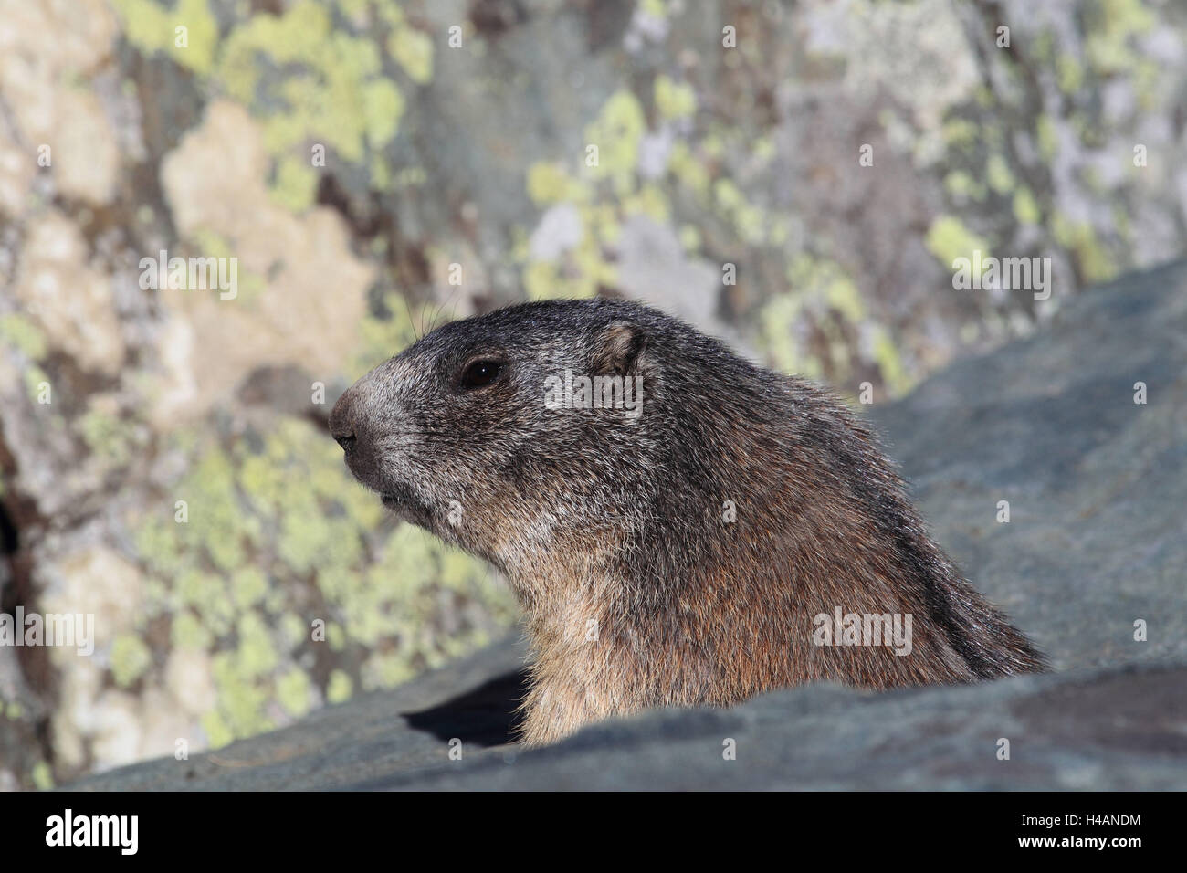 Marmota de los Alpes, Foto de stock
