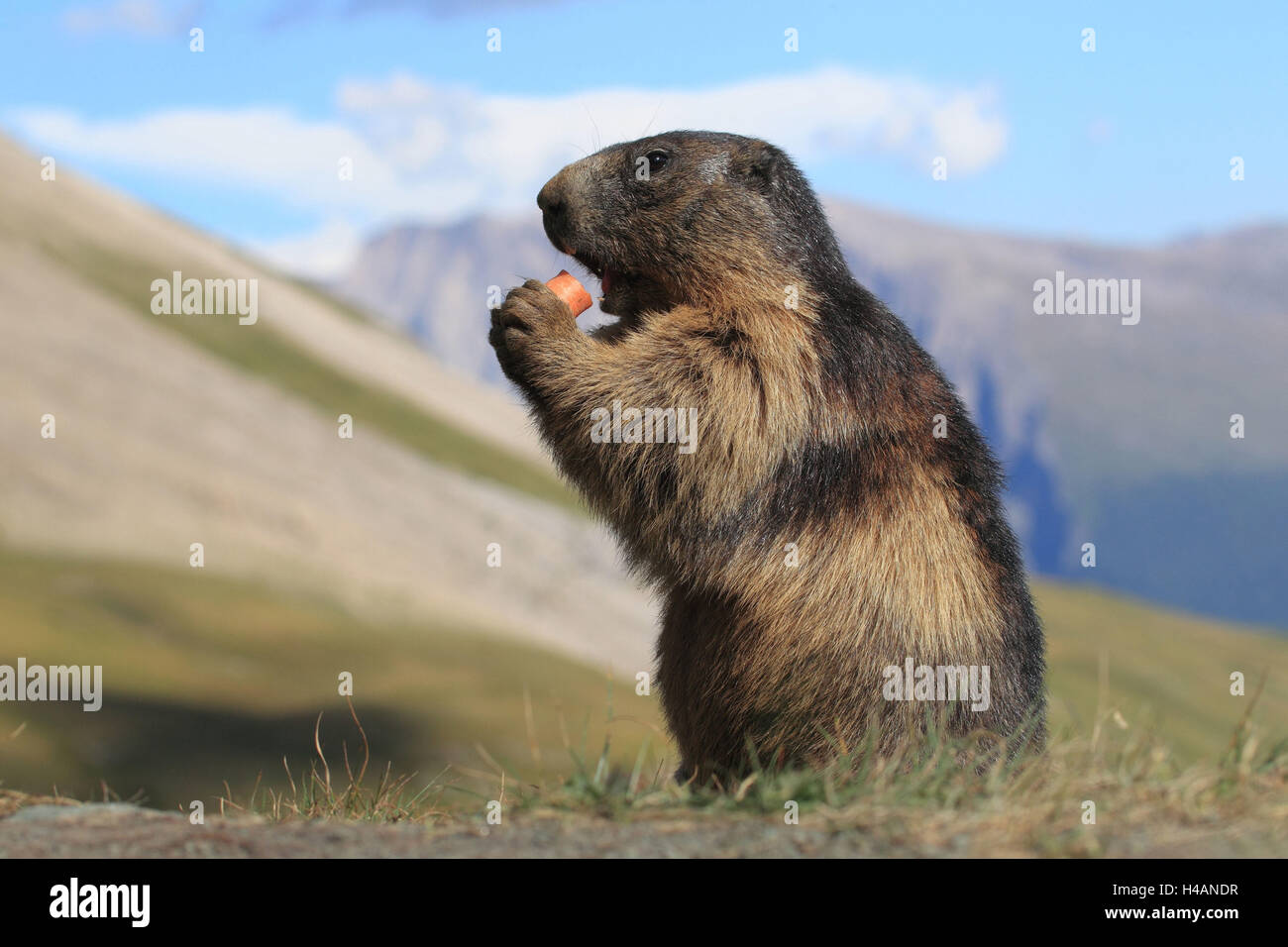 Marmota de los Alpes, Foto de stock