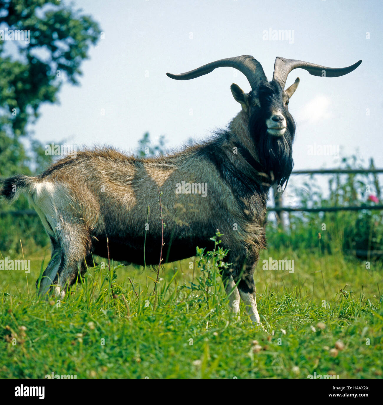 Un macho cabrío de la cabra de Turingia, una antigua raza, pastando en un prado Foto de stock