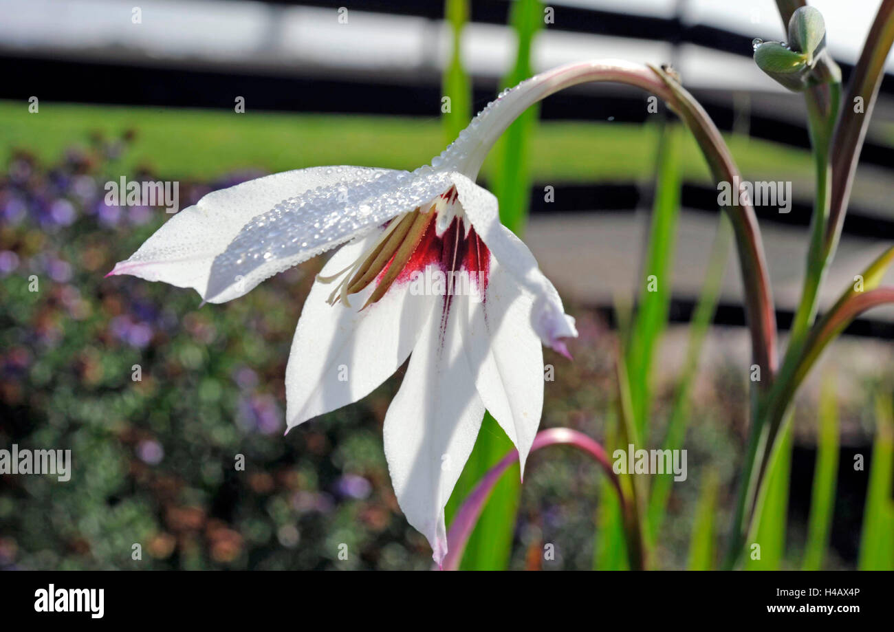 Blanco sobre rojo puro blooming abisinio gladiolo, una planta de África Oriental Foto de stock