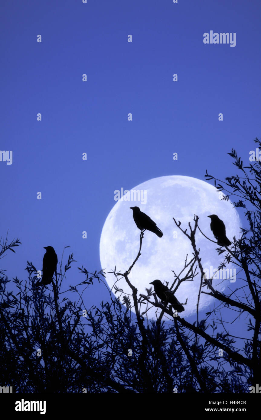Pájaros, cuervos, silueta en la noche, la luna, (M) Foto de stock