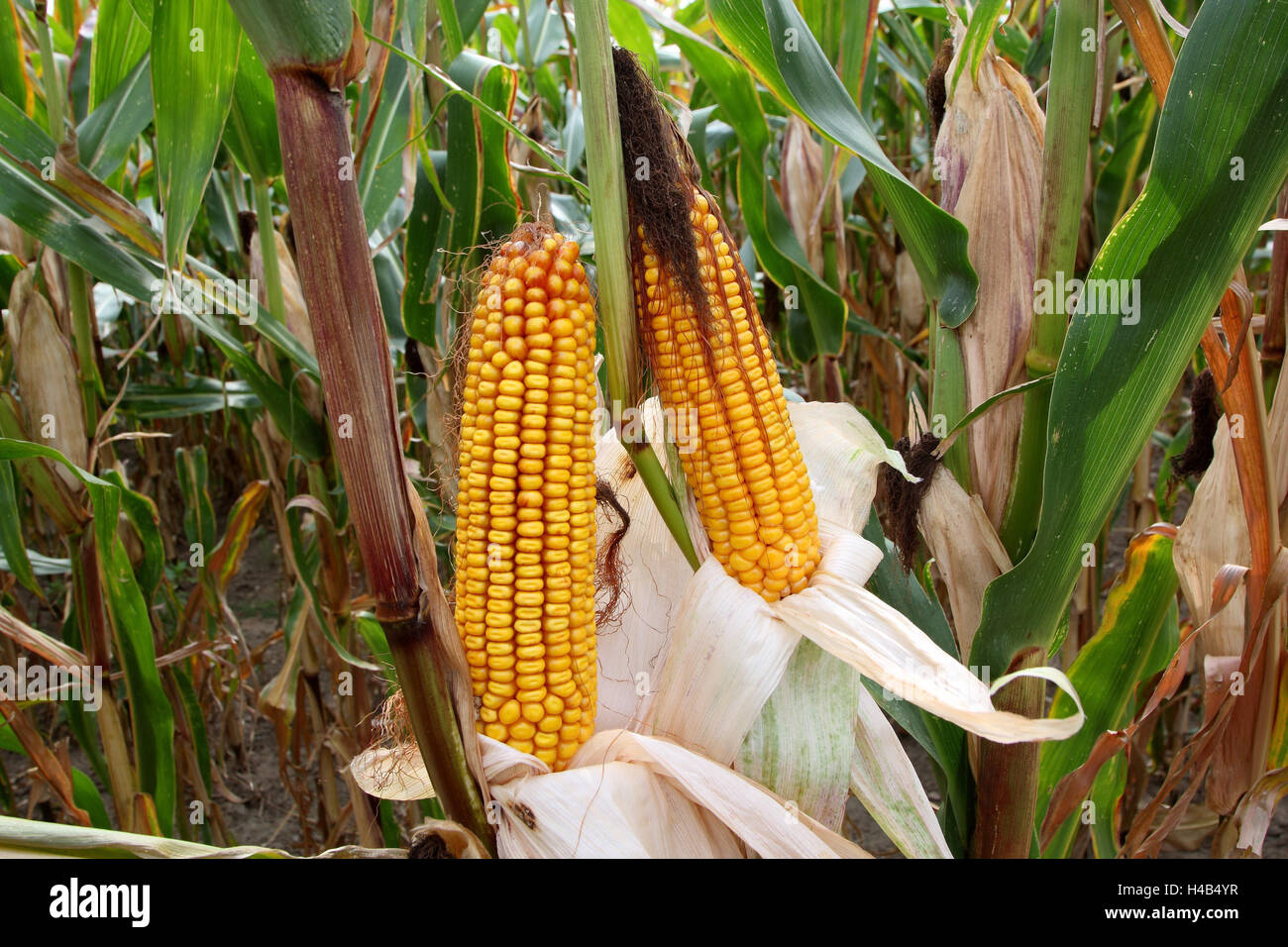 Las plantas de maíz, choclo Fotografía de stock Alamy