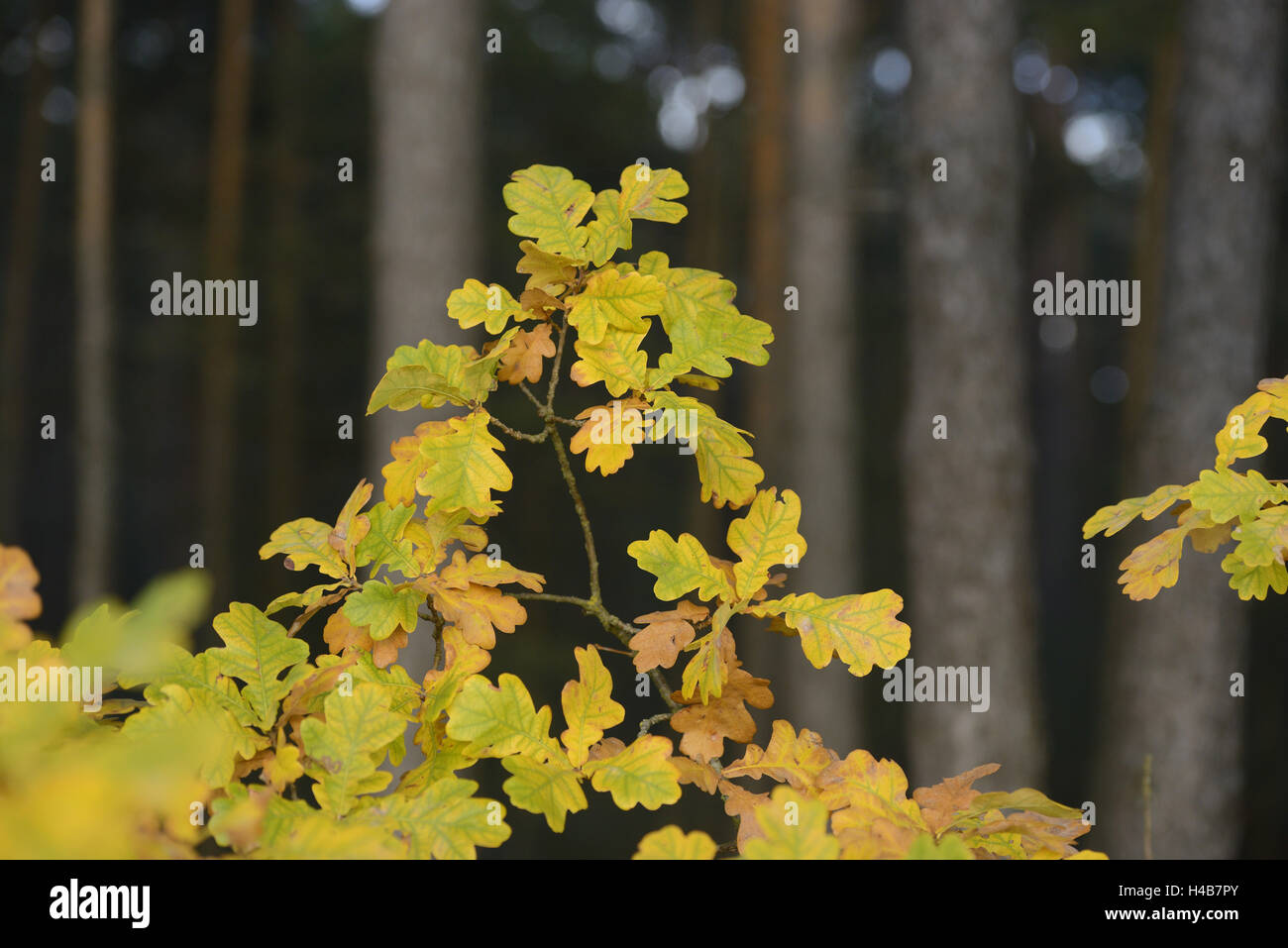 Roble común, Quercus robur, hojas medianas más cerca Foto de stock