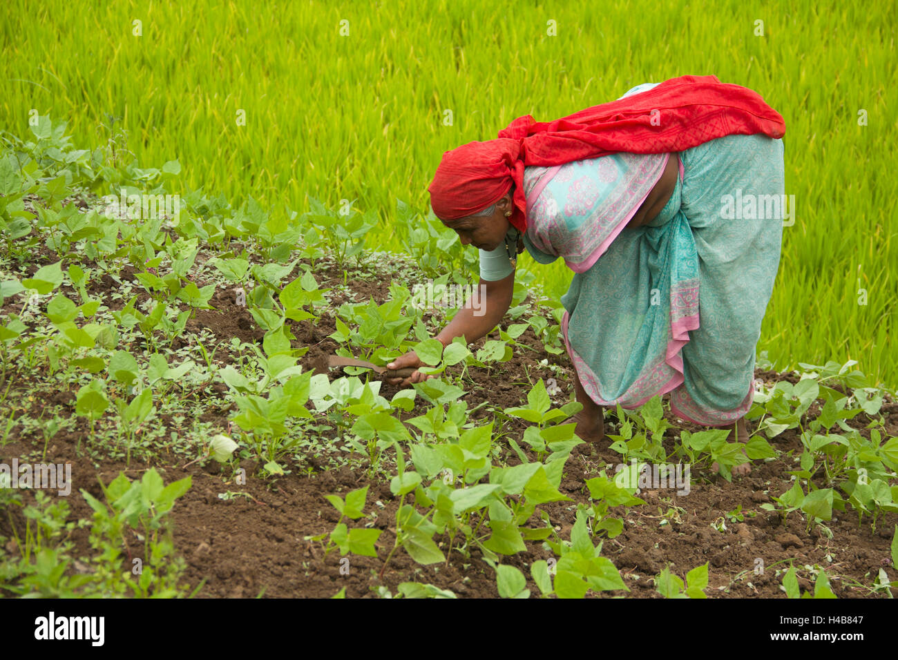 Las mujeres que trabajan en el campo, Pune, Maharashtra, India Foto de stock