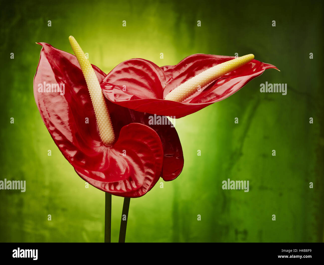 El Anturio, la flor, flores, bodegones, rojo, verde Fotografía de stock -  Alamy