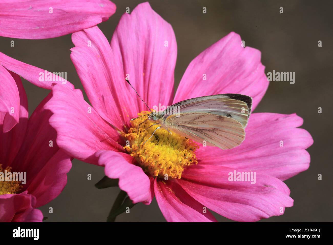 Mariposa de la col, Pieris brassicae Cosmos Foto de stock