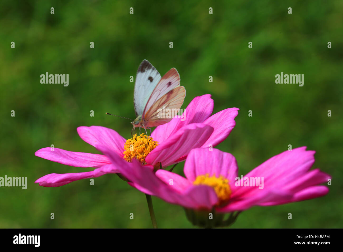 Mariposa de la col, Pieris brassicae Cosmos Foto de stock
