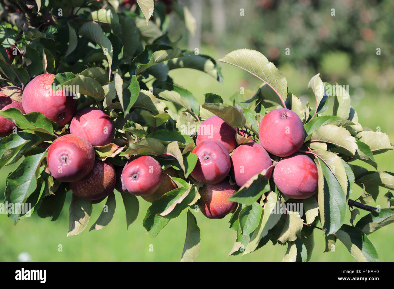 Apple tree, Malus domestica, rama, manzanas, Foto de stock