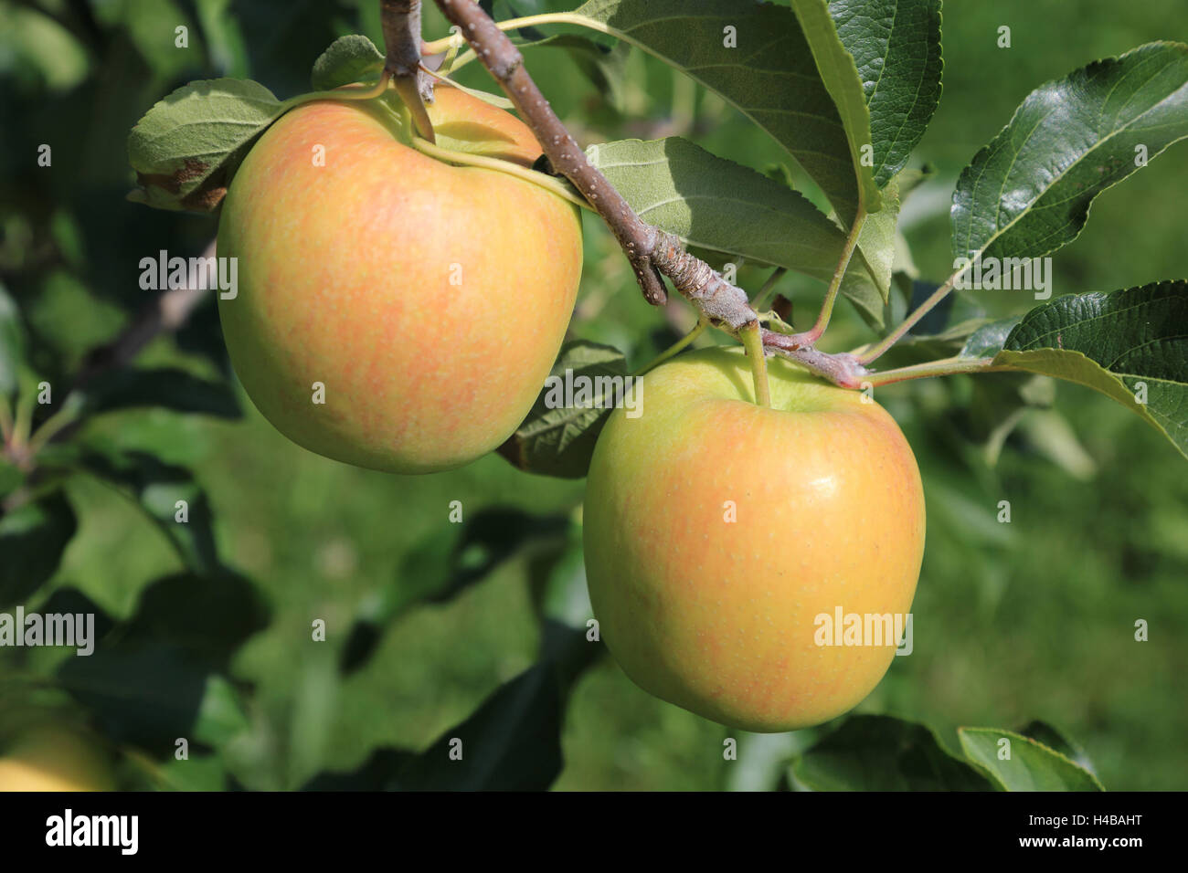 Apple tree, Malus domestica, Foto de stock