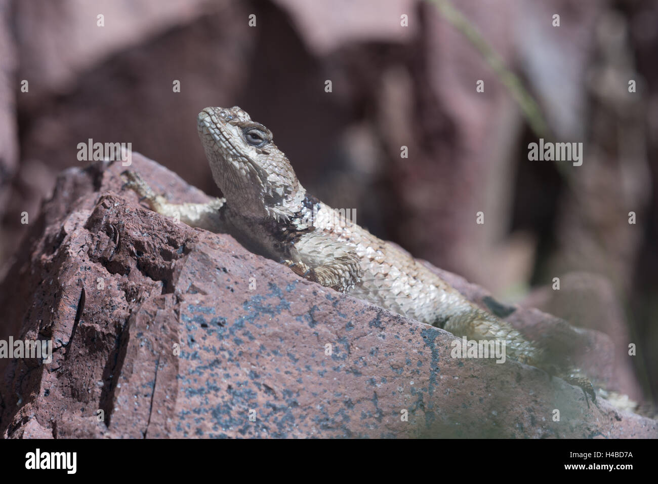 Grieta de Nuevo México, lagarto espinoso (Sceloporus poinsettii poinsettii), Magdalena montes, Nuevo México, EE.UU. Foto de stock